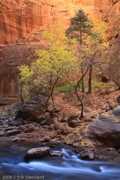 narrows, autumn, color, glow, utah, canyon